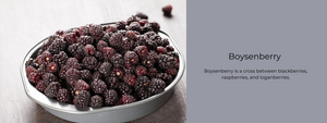 Boysenberry – Health Benefits, Uses and Important Facts