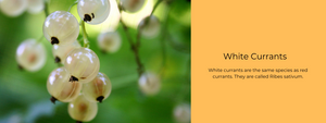 White Currants – Health Benefits, Uses and Important Facts