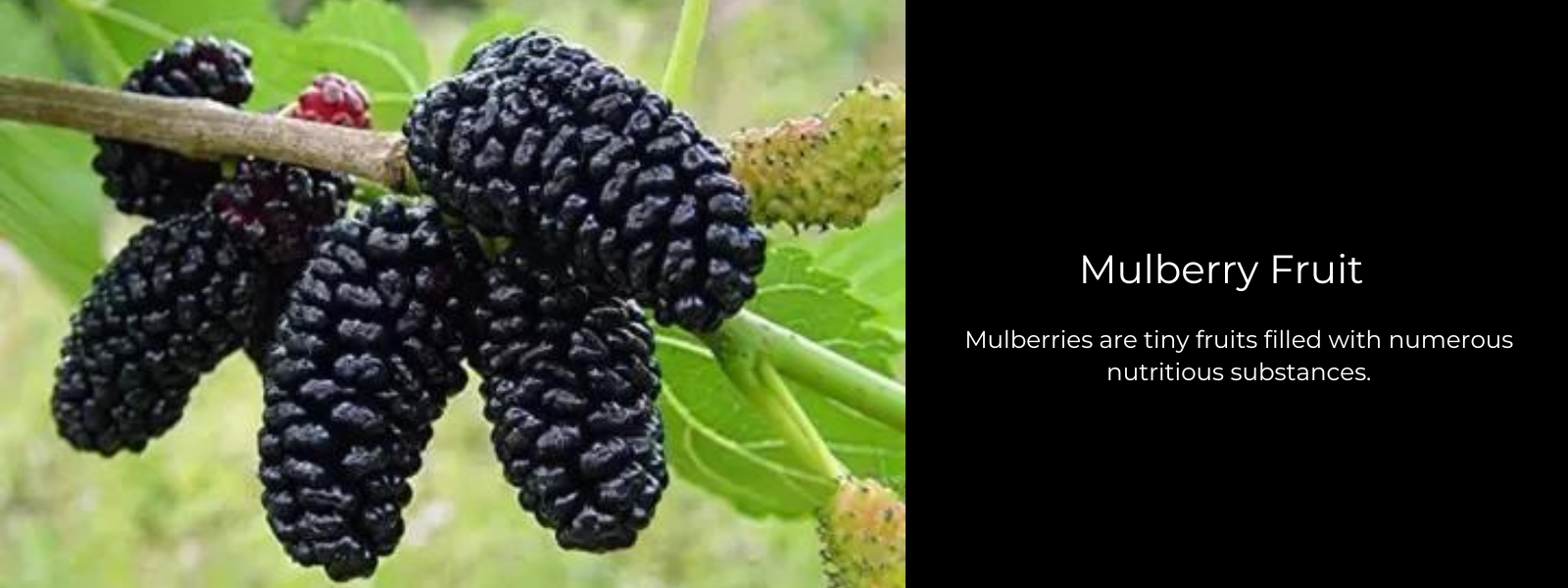 Mulberry Fruit – Health Benefits, Uses and Important Facts