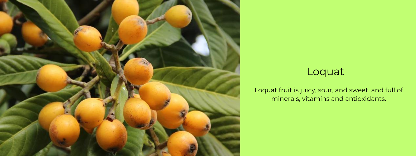 Loquat – Health Benefits, Uses and Important Facts
