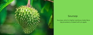 Soursop – Health Benefits, Uses and Important Facts