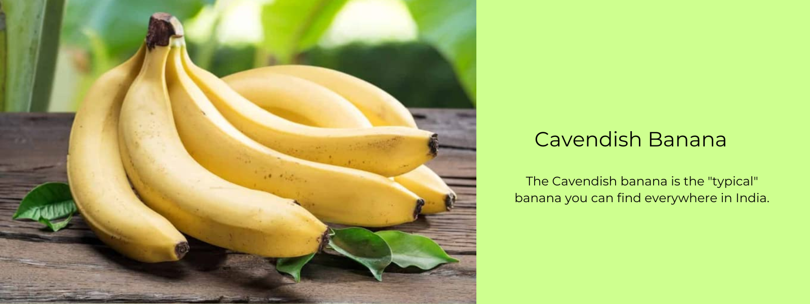 Cavendish Banana – Health Benefits, Uses and Important Facts