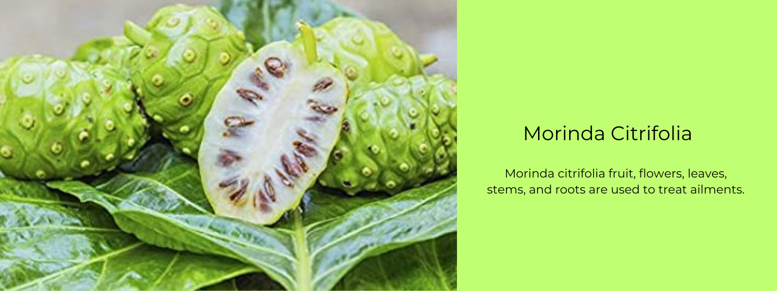 Morinda Citrifolia Health Benefits, Uses and Important Facts