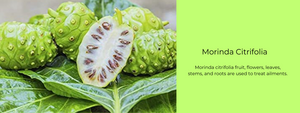 Morinda Citrifolia – Health Benefits, Uses and Important Facts