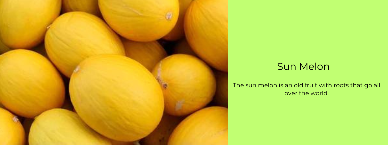 Sun Melon – Health Benefits, Uses and Important Facts