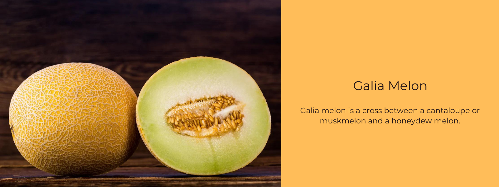 Galia Melon – Health Benefits, Uses and Important Facts