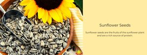 Sunflower Seeds – Health Benefits, Uses and Important Facts
