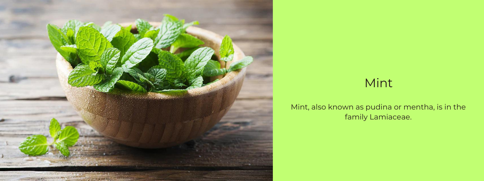 Mint – Health Benefits, Uses and Important Facts