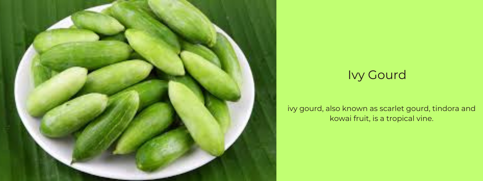 Ivy Gourd – Health Benefits, Uses and Important Facts
