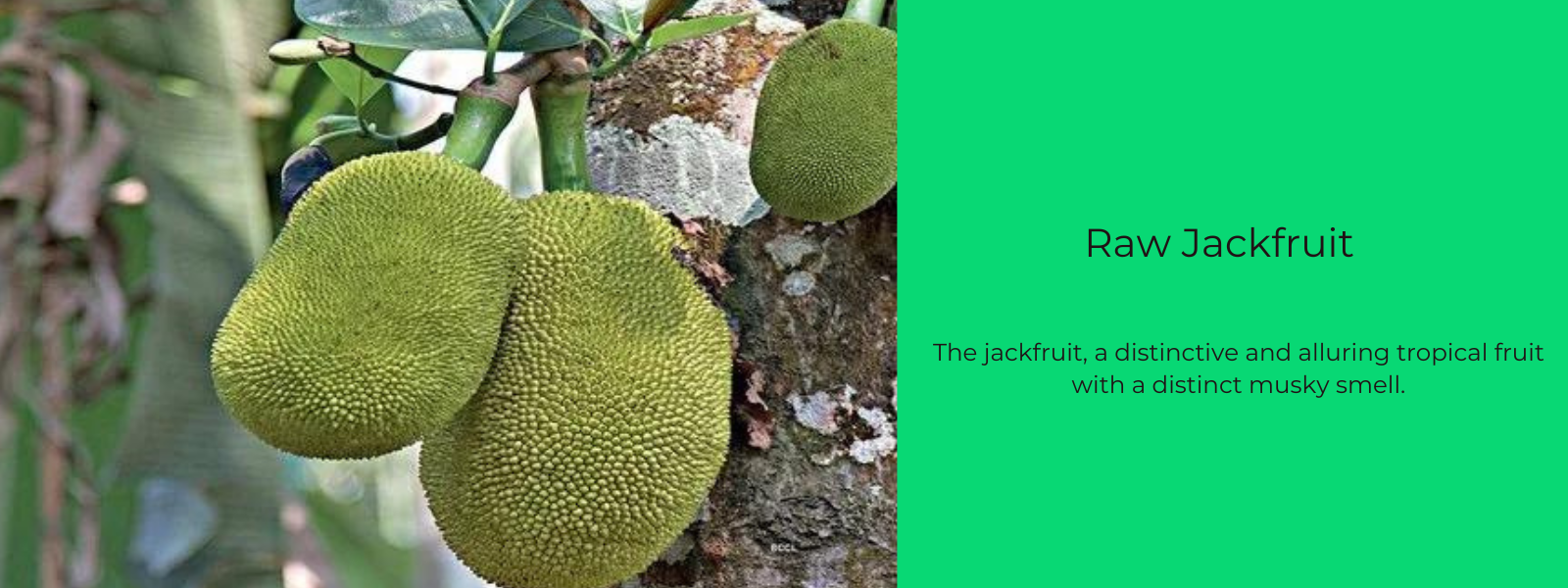 Raw Jackfruit – Health Benefits, Uses and Important Facts