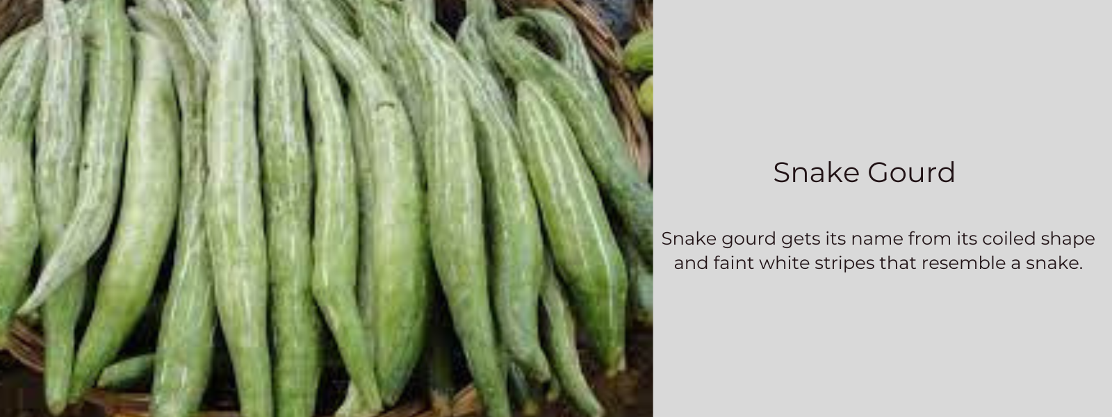Snake Gourd – Health Benefits, Uses and Important Facts