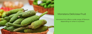 Monstera Deliciosa Fruit – Health Benefits, Uses and Important Facts