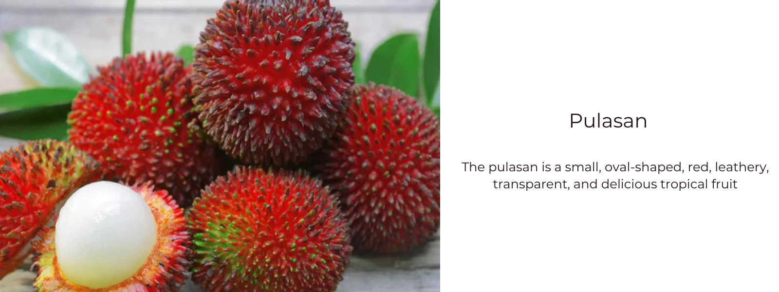 Pulasan Tree Roots Pulasan – Health Benefits, Uses and Important Facts - PotsandPans India