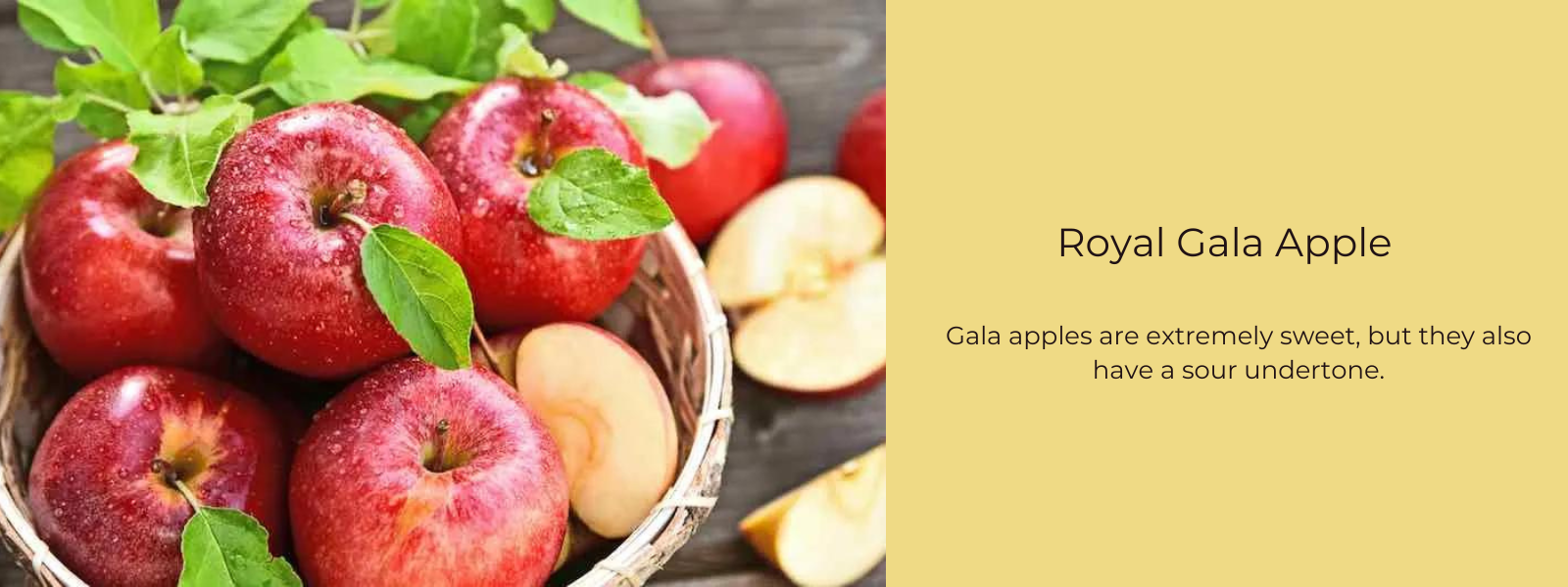 Royal Gala Apple – Health Benefits, Uses and Important Facts ...