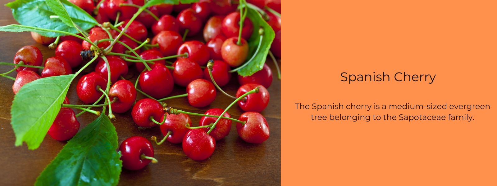 Spanish Cherry – Health Benefits, Uses and Important Facts