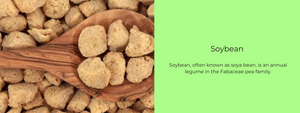 Soybean – Health Benefits, Uses and Important Facts