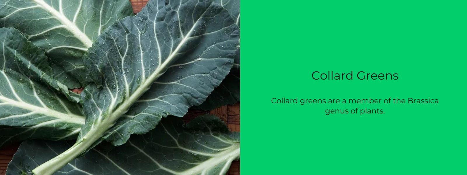 Collard Greens– Health Benefits, Uses and Important Facts