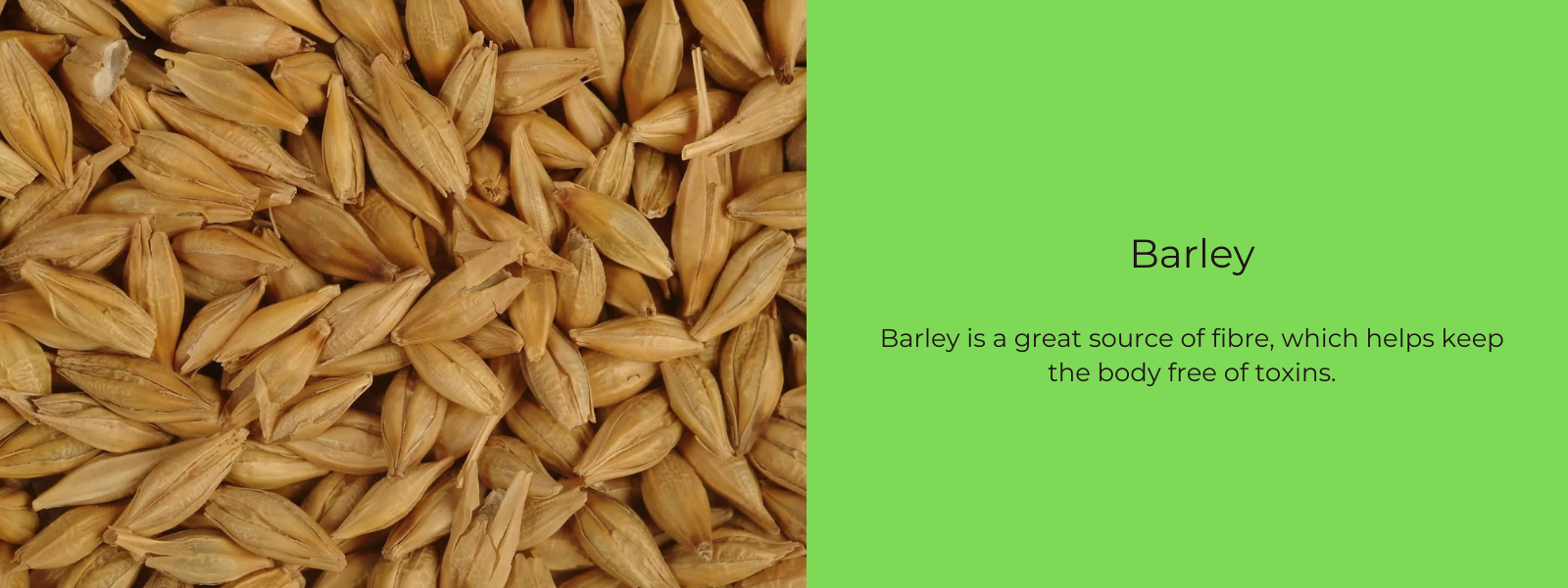 Barley – Health Benefits, Uses and Important Facts