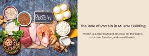 The Role of Protein in Muscle Building: A Comprehensive Guide