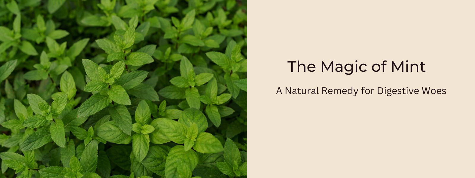 The Magic of Mint A Natural Remedy for Digestive Woes PotsandPans India