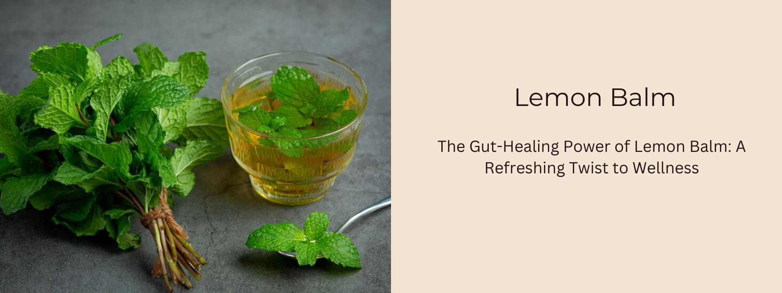 The Gut-Healing Power of Lemon Balm: A Refreshing Twist to Wellness