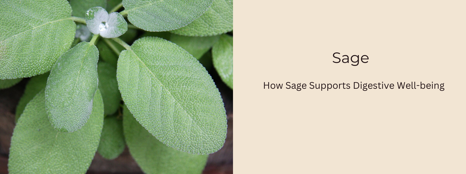 Sage Advice: How Sage Supports Digestive Well-being