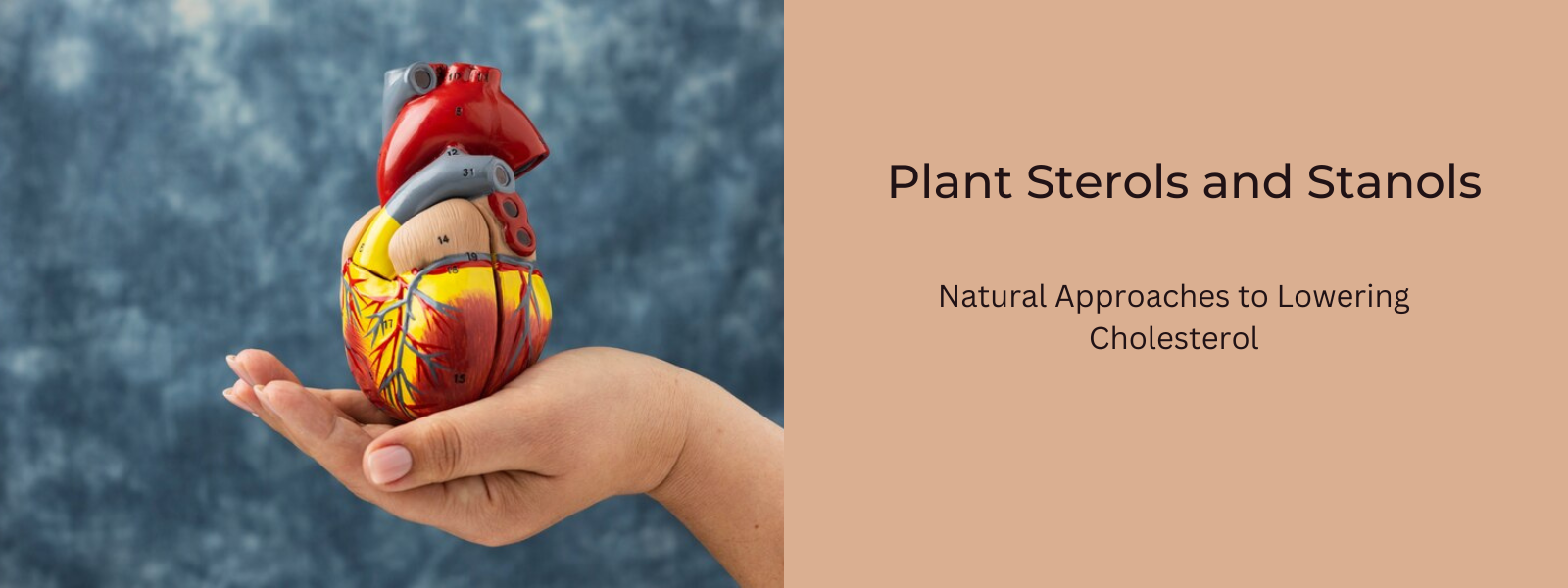 Plant Sterols and Stanols: Natural Approaches to Lowering Cholesterol