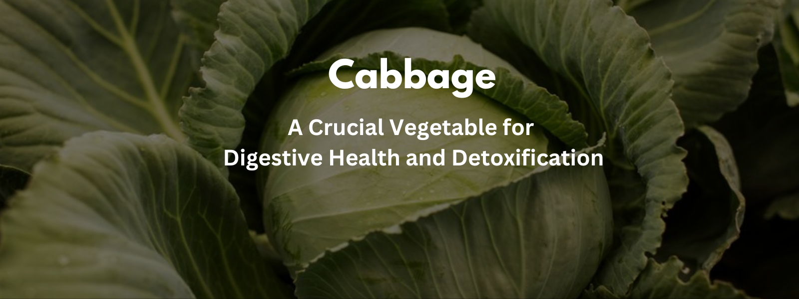Cabbage: A Crucial Vegetable for Digestive Health and Detoxification
