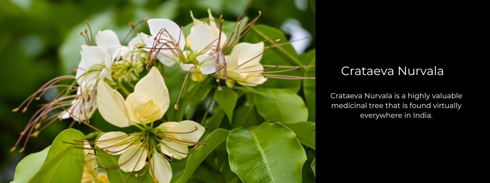 Crataeva Nurvala - Health Benefits, Uses and Important Facts