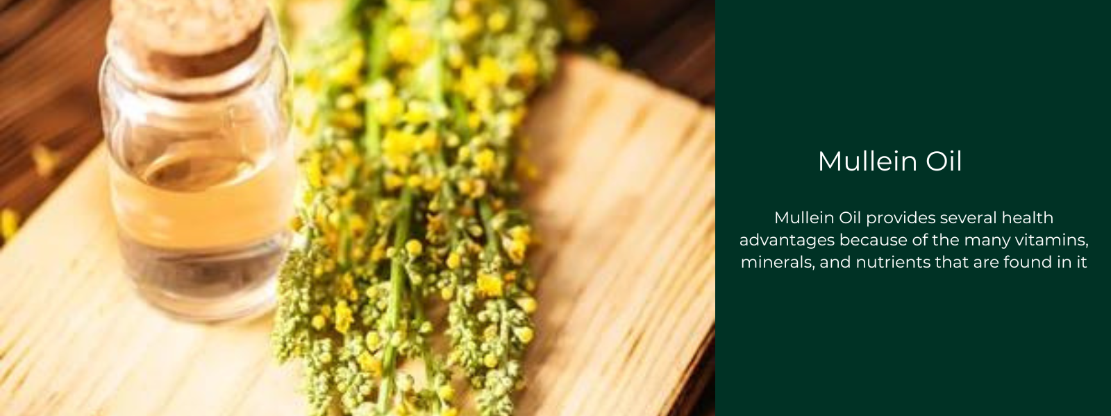 Mullein Oil: Health Benefits, Uses and Important Facts
