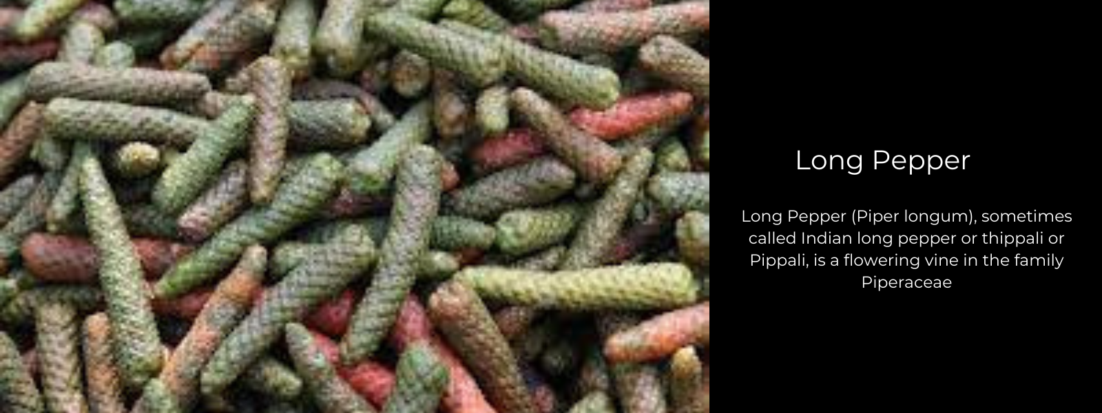 Indian Long Pepper- Health Benefits, Uses and Important Facts