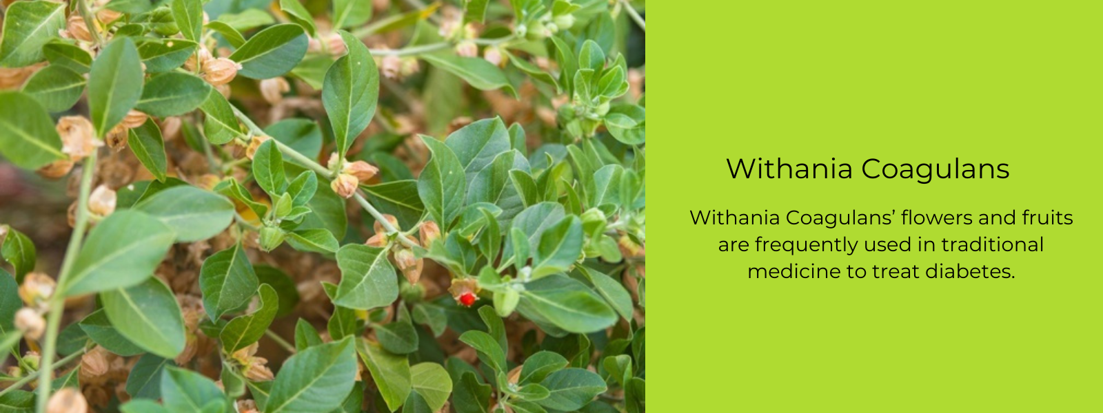 Withania Coagulans (Ashwagandha)- Health Benefits, Uses and Important ...