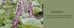 Butterbur- Health Benefits, Uses and Important Facts