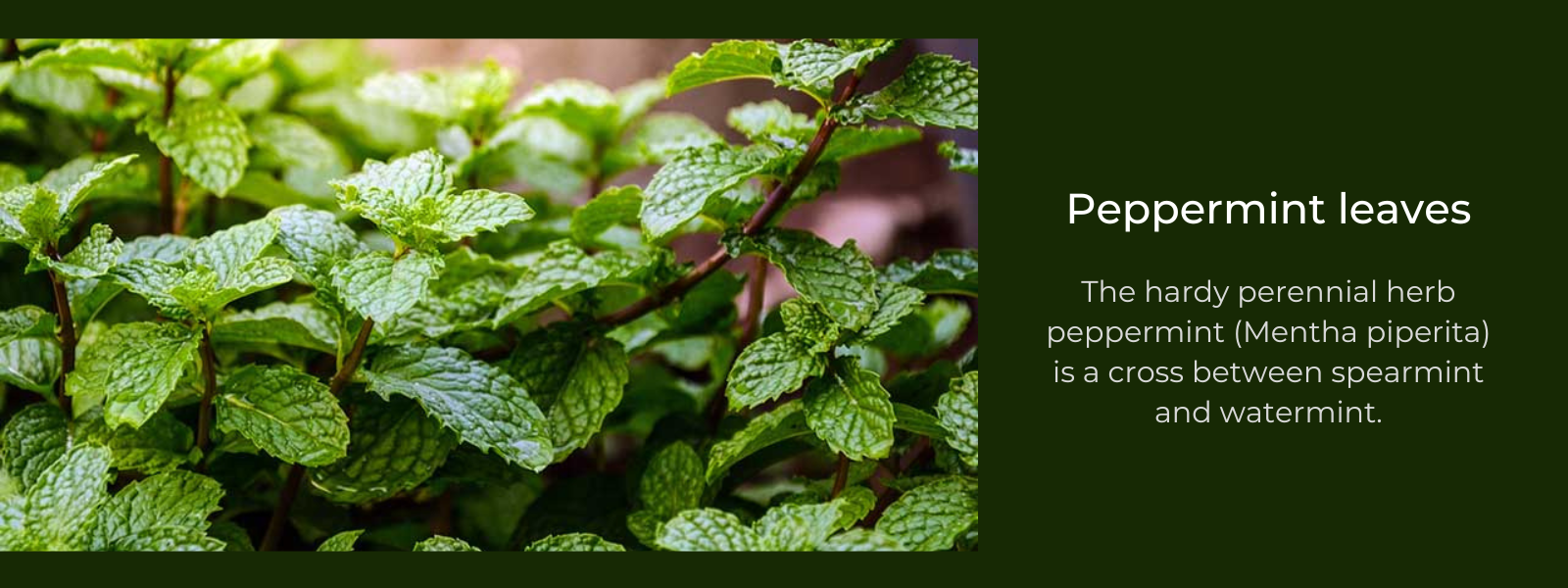 Peppermint leaves: Health Benefits, Uses and Important Facts