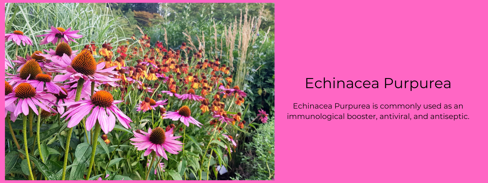 Echinacea Purpurea Health Benefits, Uses and Important Facts