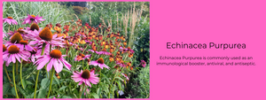 Echinacea Purpurea - Health Benefits, Uses and Important Facts