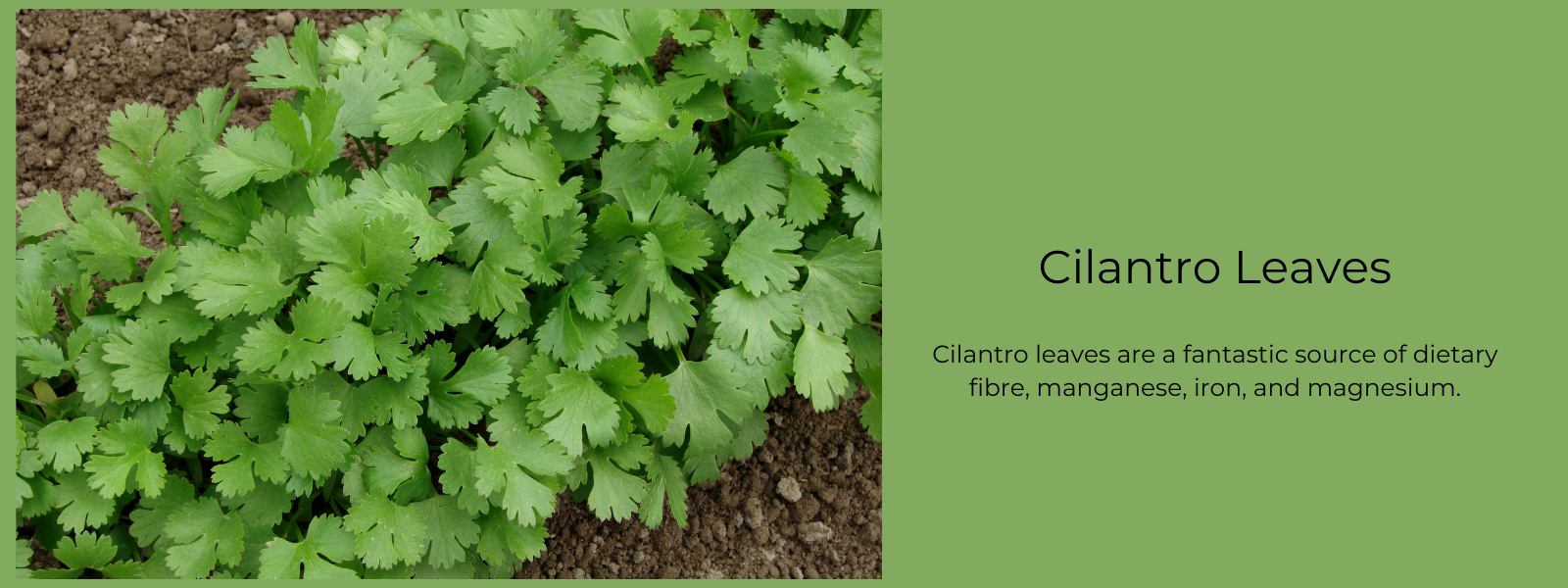 Cilantro Leaves - Health Benefits, Uses and Important Facts