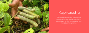 Kapikacchu(Mucuna Pruriens)- Health Benefits, Uses and Important Facts