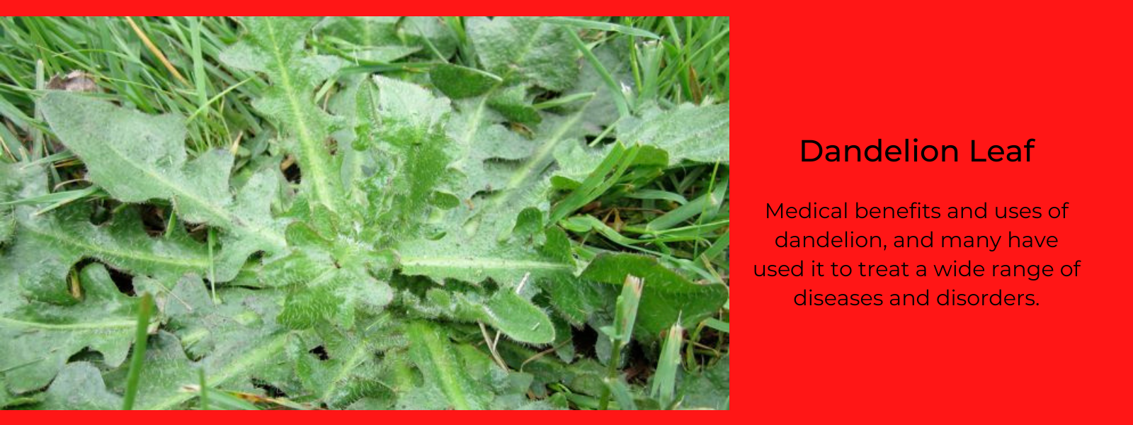 Dandelion Leaf: Health Benefits, Uses and Important Facts