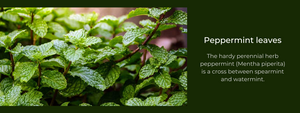 Peppermint leaves: Health Benefits, Uses and Important Facts