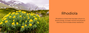 Rhodiola- Health Benefits, Uses and Important Facts