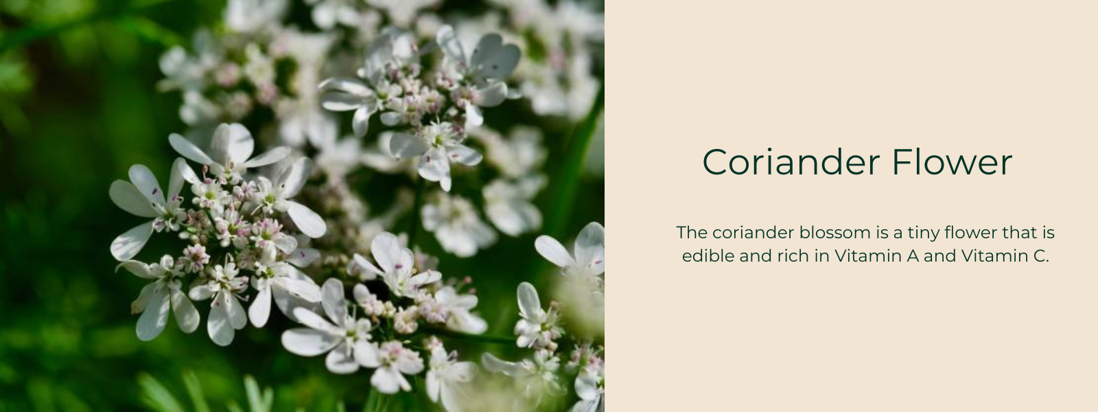 Coriander Flower- Health Benefits, Uses and Important Facts