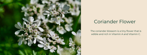 Coriander Flower- Health Benefits, Uses and Important Facts