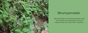 Bhumyamalaki- Health Benefits, Uses and Important Facts