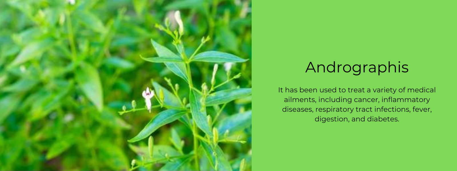 Andrographys Andrographis- Health Benefits, Uses and Important Facts - PotsandPans India
