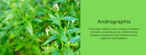 Andrographis- Health Benefits, Uses and Important Facts