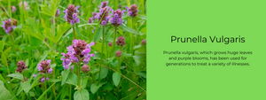 Prunella Vulgaris- Health Benefits, Uses and Important Facts