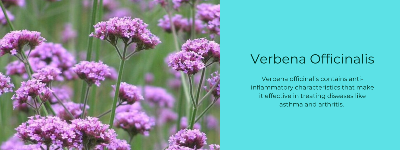 Verbena Officinalis- Health Benefits, Uses and Important Facts