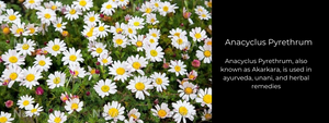 Anacyclus Pyrethrum: Health Benefits, Uses and Important Facts