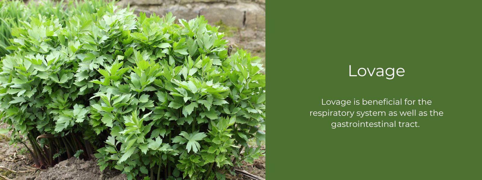 Lovage - Health Benefits, Uses and Important Facts